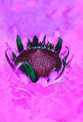 Digitale Blumenkunst von Hugo Reinhart >>Elementare Pflanze<<