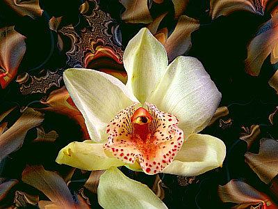 Digitale Blumenkunst von Hugo Reinhart >>Weiße Orchidee<<